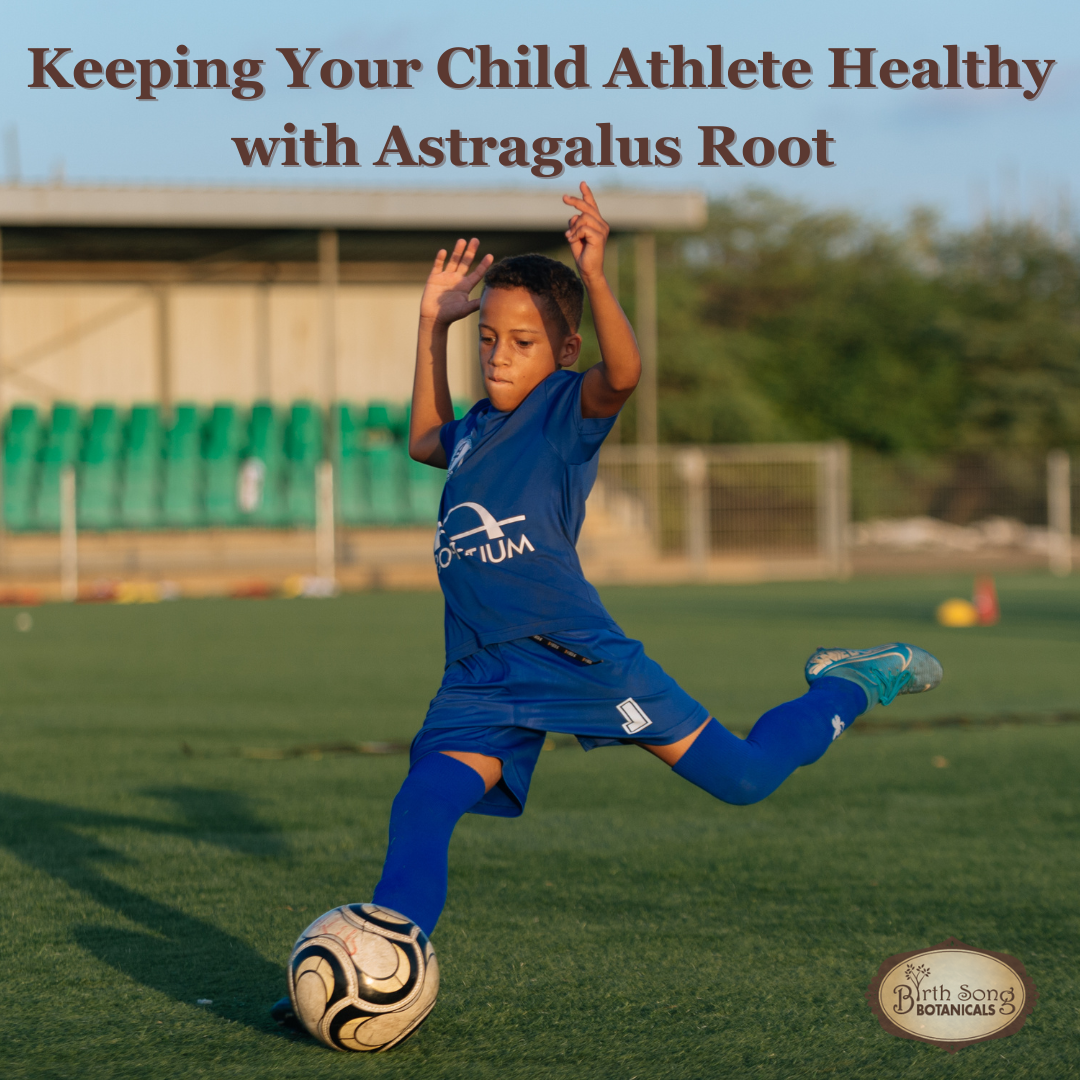 Support Your Child Athlete's Endurance and Immunity with Astragalus Root