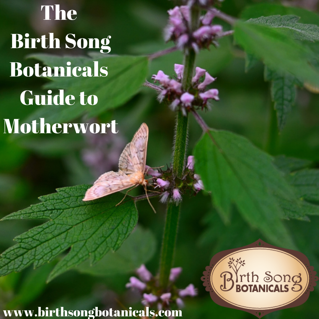 The Birth Song Botanicals Guide to Motherwort Herb