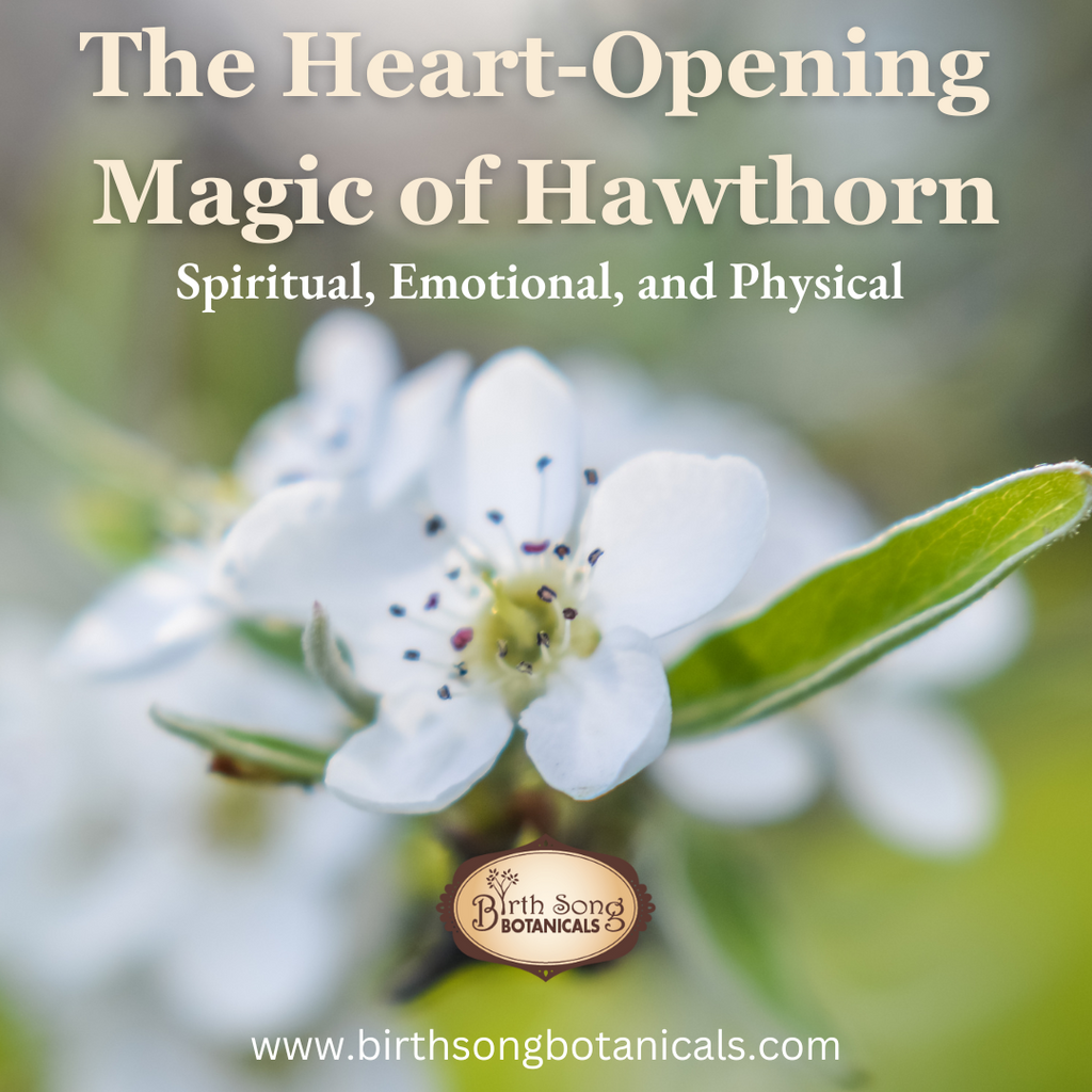 The Heart-Opening Magic of Hawthorn