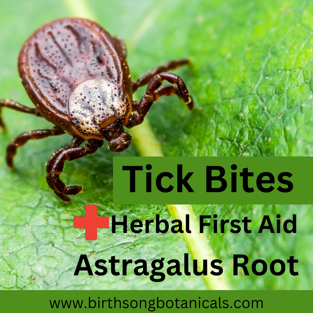 Tick Bites, Herbal First Aid, and Astragalus Root