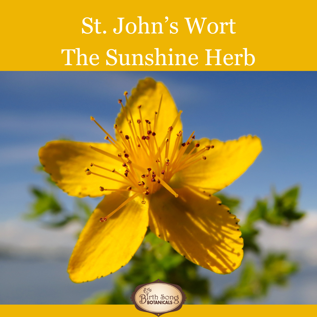 St. John's Wort: For First Aid, Nerve Pain, and Mood Support