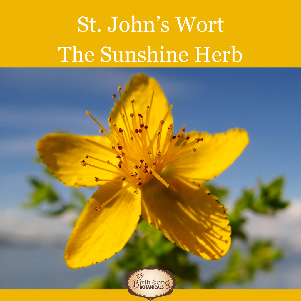 St. John's Wort: For First Aid, Nerve Pain, and Mood Support