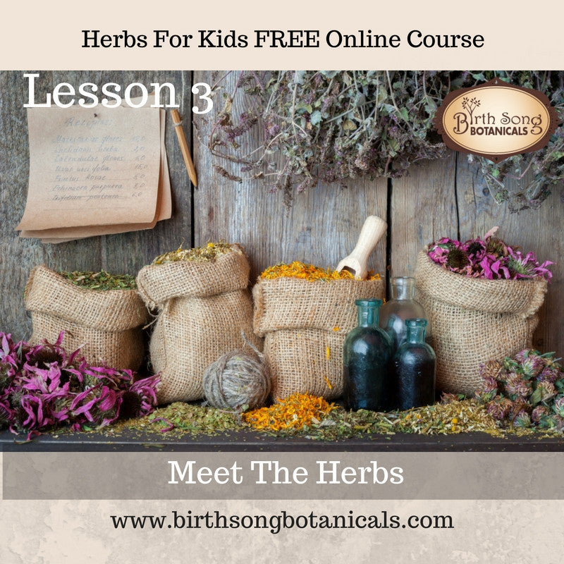 LESSON 3 -Let’s Meet The Herbs