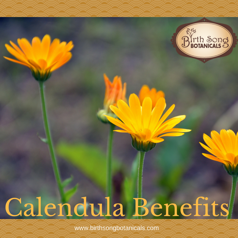 Herb Spotlight: Calendula Benefits
