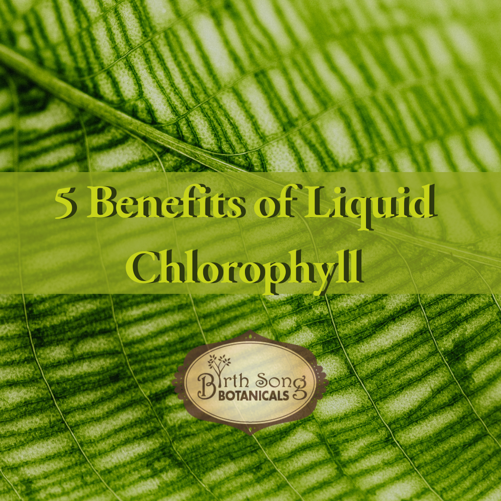 Five Reasons to Try Liquid Chlorophyll