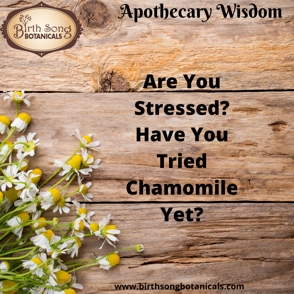 Are You Stressed and Anxious? Have You Tried Chamomile Yet?