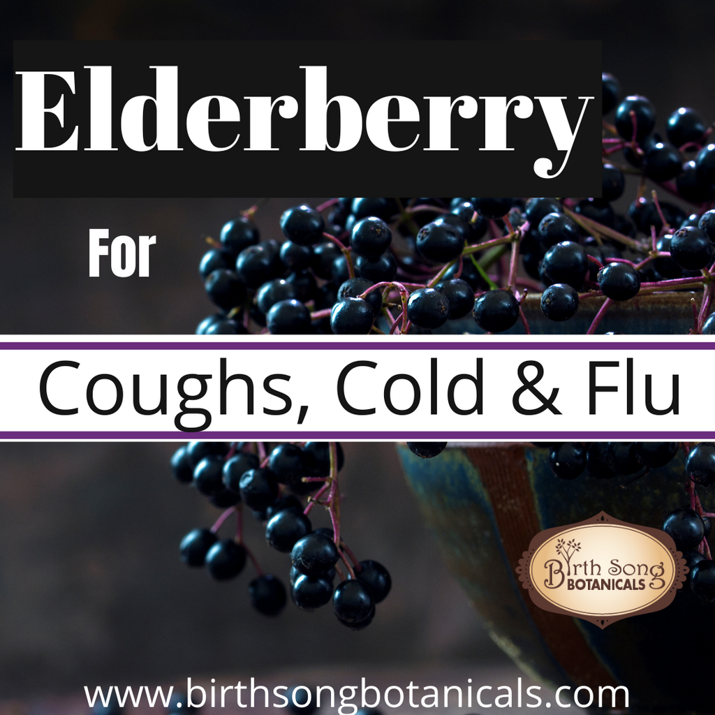 Elderberry: Herbal Respiratory Support for Cough, Cold, and Flu Symptoms