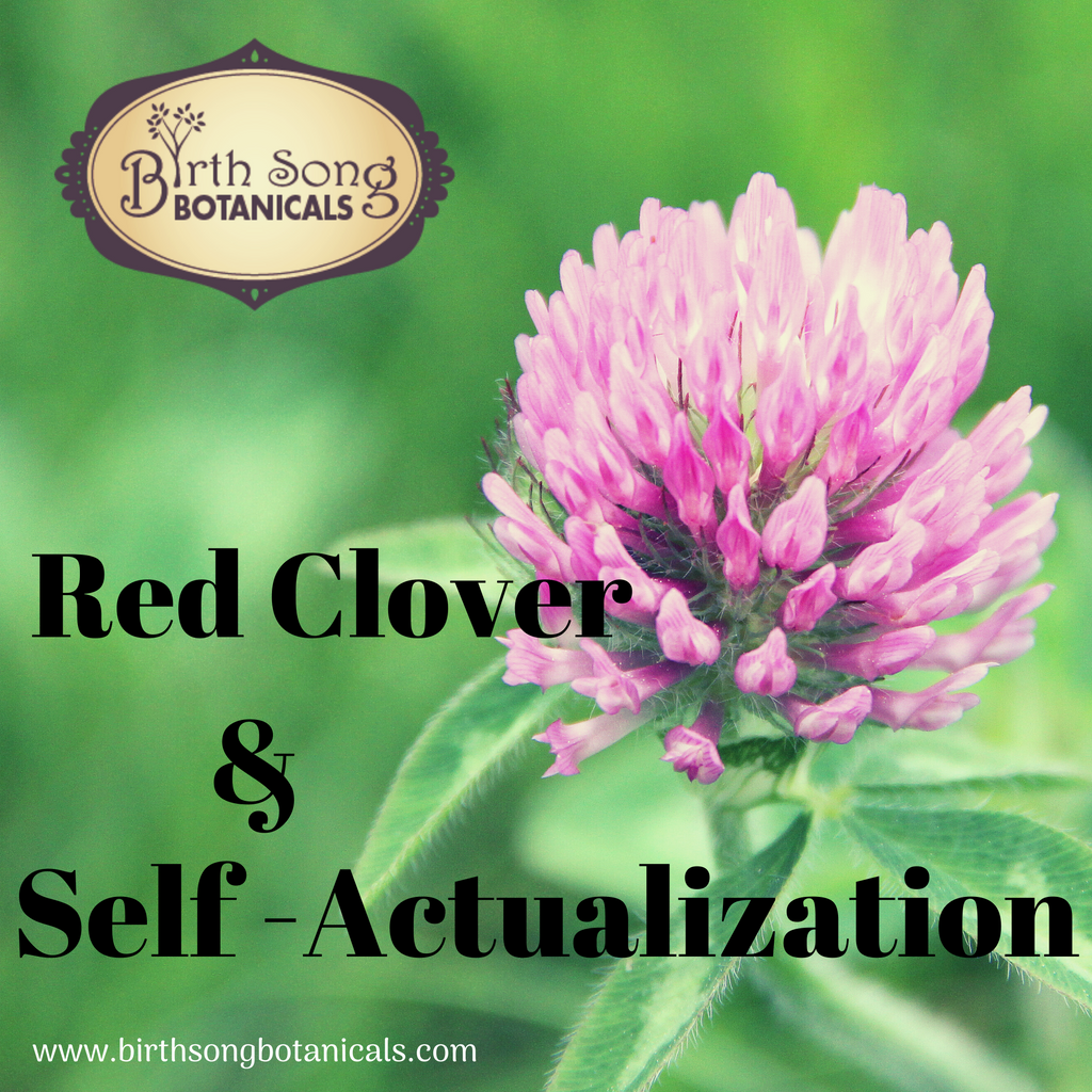 Red Clover- A Nourishing Herb and a Catalyst for Self-Actualization