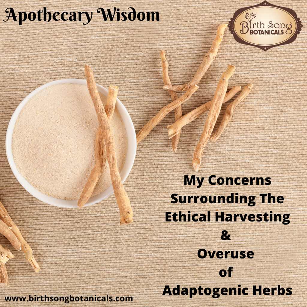 My Concerns Surrounding The Ethical Harvesting And Overuse of Adaptogenic Herbs