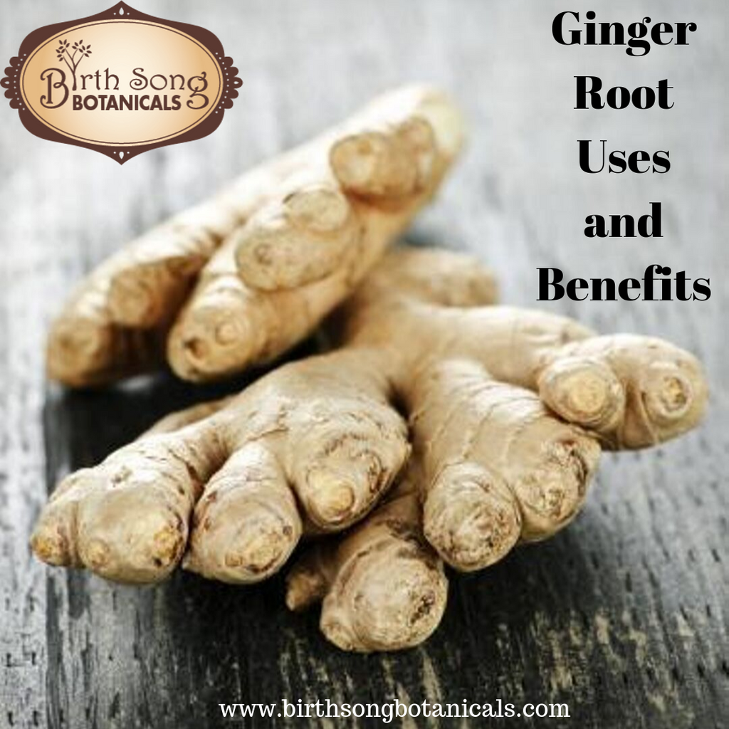 Ginger Root Uses and Benefits