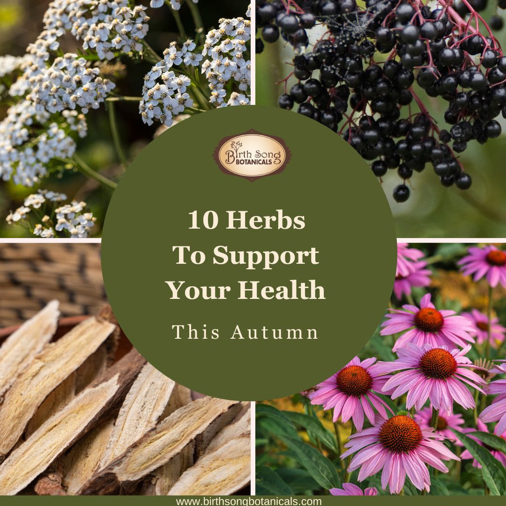 10 Herbs To Support Your Health This Autumn