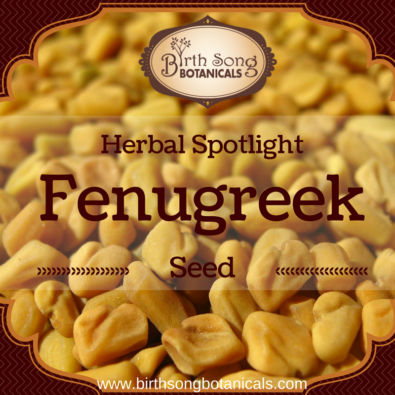 Herbal Spotlight: Fenugreek for Lactation