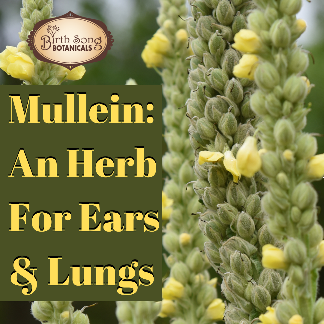 Mullein: Relieves Lung congestion and Earaches