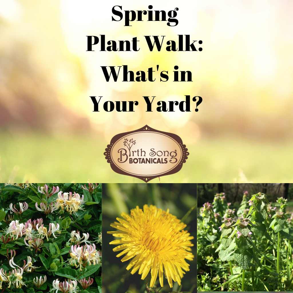 Spring Plant Walk: What's In Your Yard?