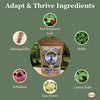 adaptogenic herbal tea, ashwagandha tea, stress support tea, herbal tea for anxiety, cortisol balance support, calm energy tea, hormone balance tea, herbal stress relief, daily wellness tea, immune support herbs, 