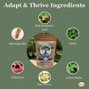 adaptogenic herbal tea, ashwagandha tea, stress support tea, herbal tea for anxiety, cortisol balance support, calm energy tea, hormone balance tea, herbal stress relief, daily wellness tea, immune support herbs, 