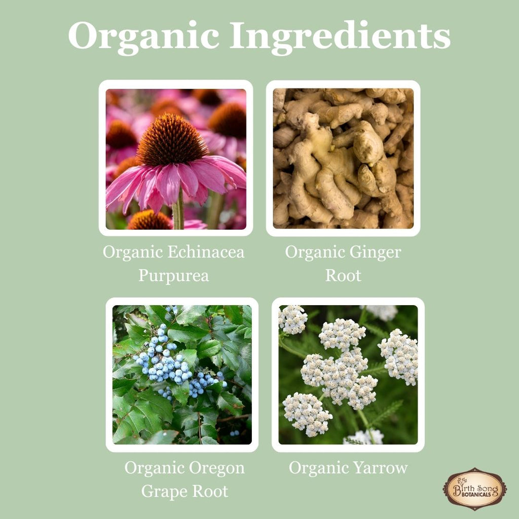 Four images of organic ingredients including Echinacea Purpurea, Ginger Root, Oregon Grape Root, and Yarrow on a green background.